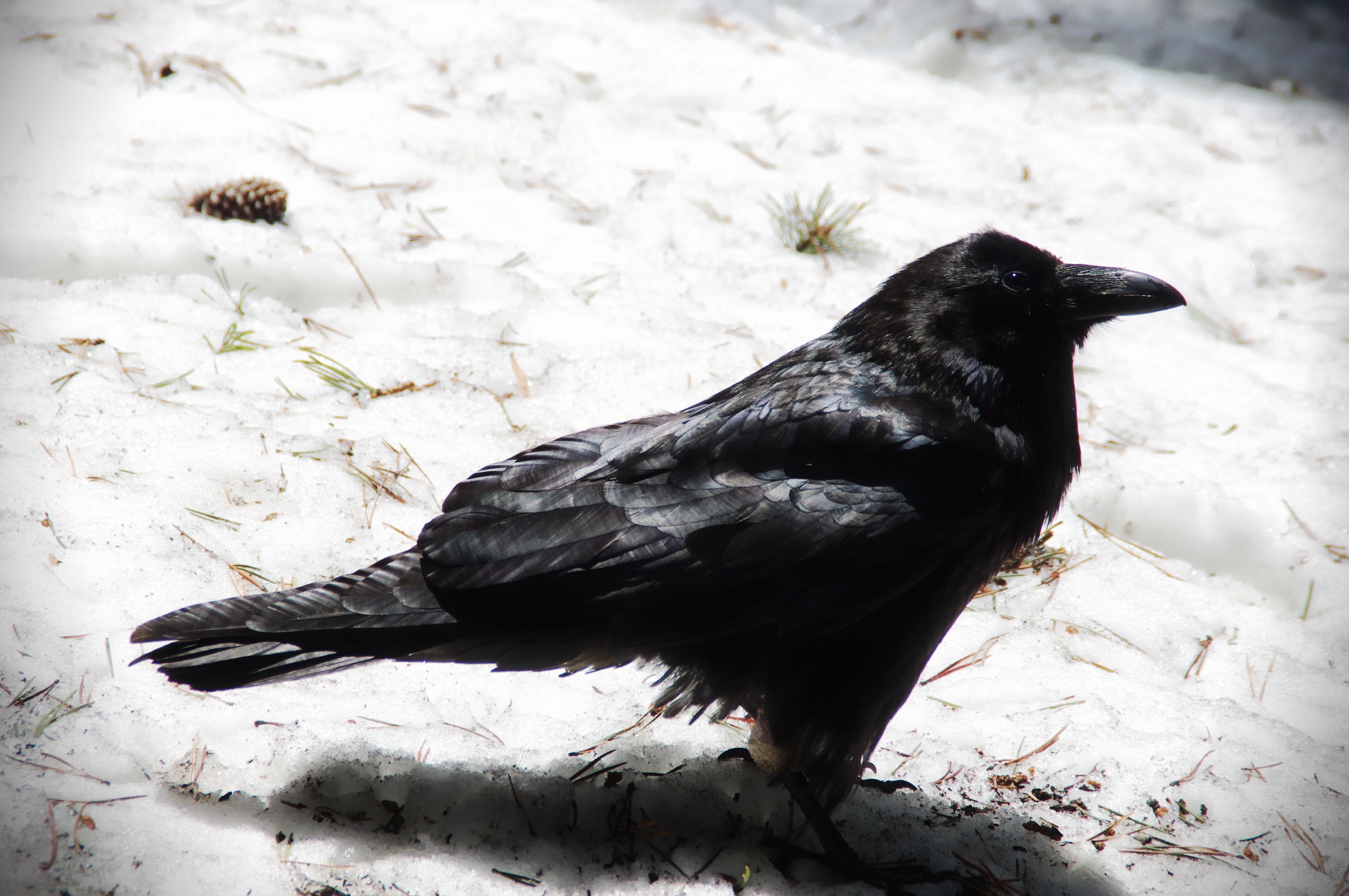 Crow post. Ворон. Ворона. Ворона птица. Черный ворон птица.