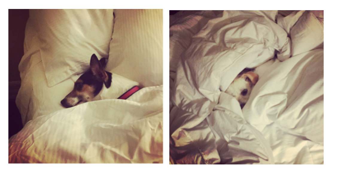 They both enjoy travel. Well, mostly they like sleeping in hotel beds.