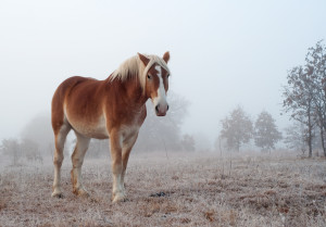 The Horseman's Word #secret societies