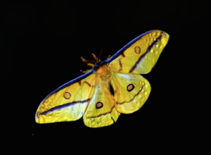 a moth flying in a night sky