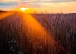 Lammas Meditations, Lughnasadh Blessings #lughnasadh pronounce #christianity festivals #lughnasadh images #regrets farewells harvests preserves