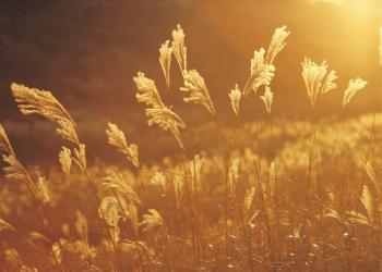 Lughnasadh Meditations: Regrets, Farewells, Harvests, and Preserves #lughnasadh pronounce #lughnasadh blessings #lammas meditation #what is lammas day