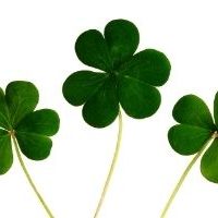 three shamrocks