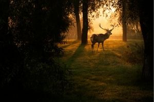 buck (male deer) in a forest in the morning