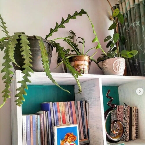 several houseplants as bookshelf decor