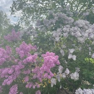 lilac bushes