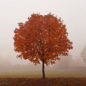 maple tree in the fall