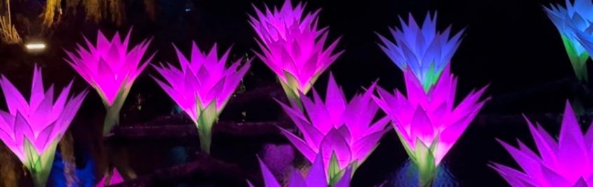 Chicago Botanic Garden - light-up lotus blossoms