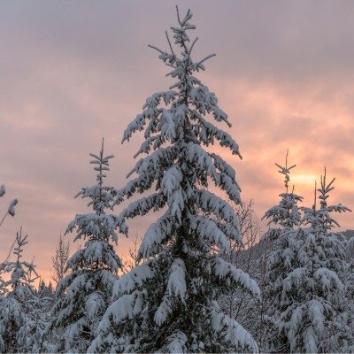 evergreen tree in the snow, sunrise