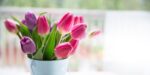 pail with cheerful spring tulips