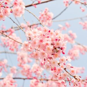 blossoms laden with cherry blossoms