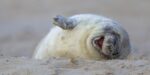 seal pup laughing