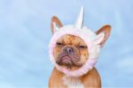 grouchy dog in unicorn costume - pet peeves list