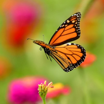 monarch butterfly among flowers