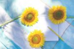 sunflowers, notepad, pen