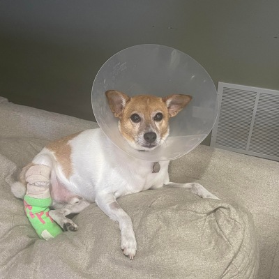 Pippin, a small mutt with soulful eyes, lying on the back of a sofa, wearing a cone around his neck and a cast on his back leg